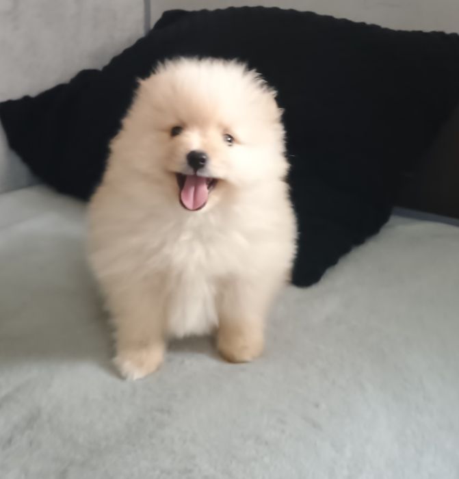 Szpic miniaturowy Pomeranian