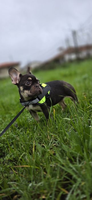 Fabulosa! Buldogue Francês Chocolate Tan
