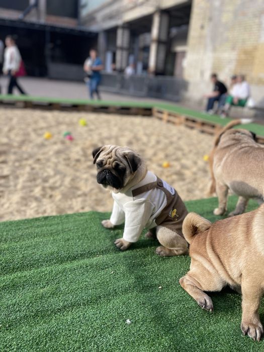 Мопс цуценя хлопчик КСУ документи п-к Голден Пак