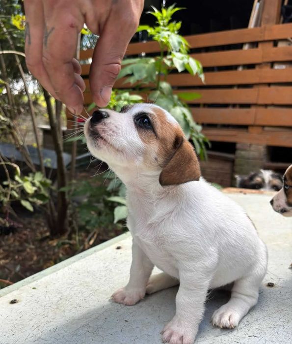 Jack Russell Terrier FCI szczeniaki