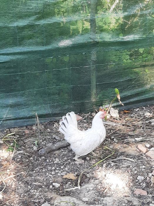 Serama  branca galinha