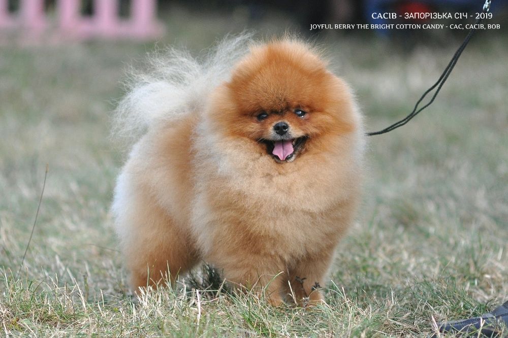 Услуги кобеля померашкам