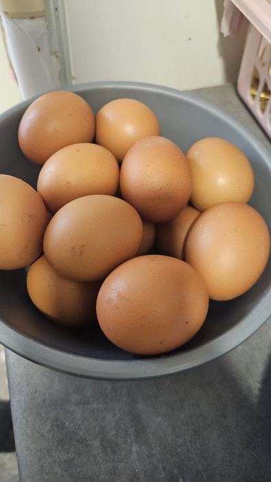 Vendo ovos caseiros