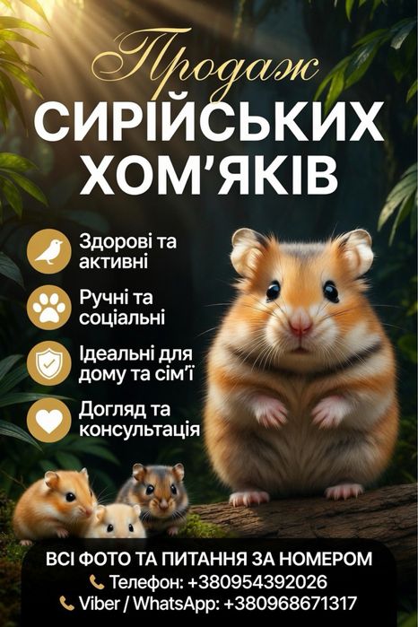 Продаж Сирійських хомʼяків