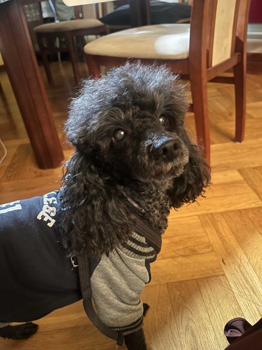 Opieka nad psem, petsitter, warunki domowe