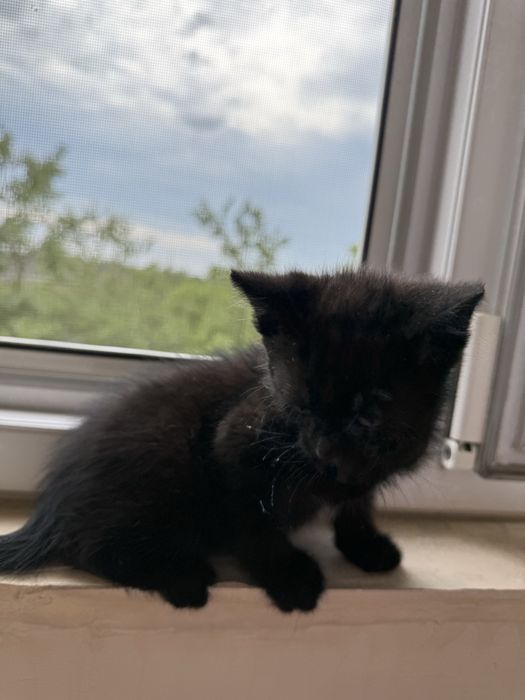 Віддам кошеня ловлять мишей