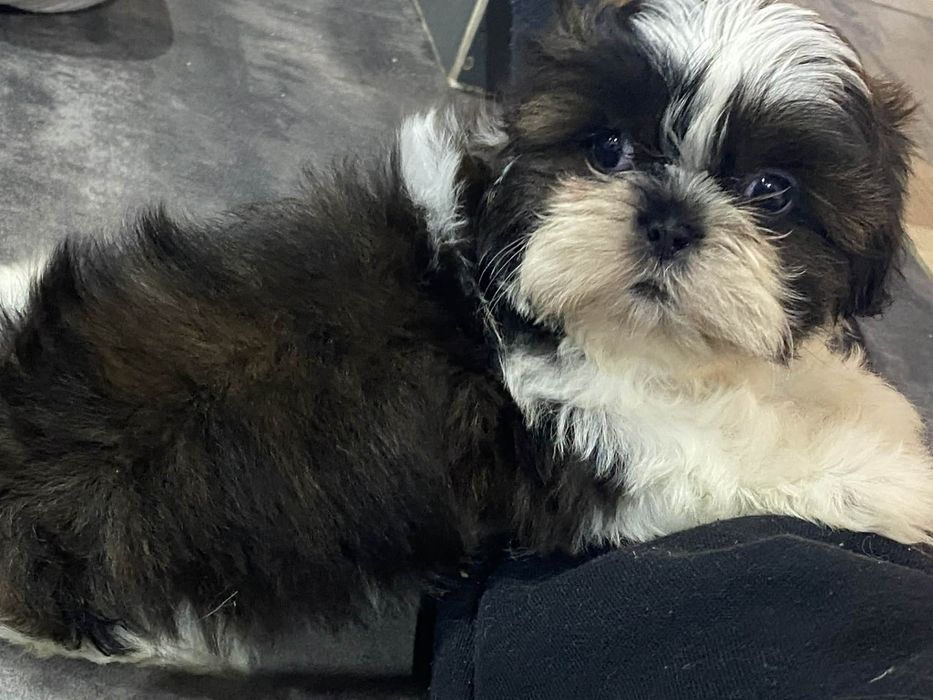 Shihtzu urocza sunia