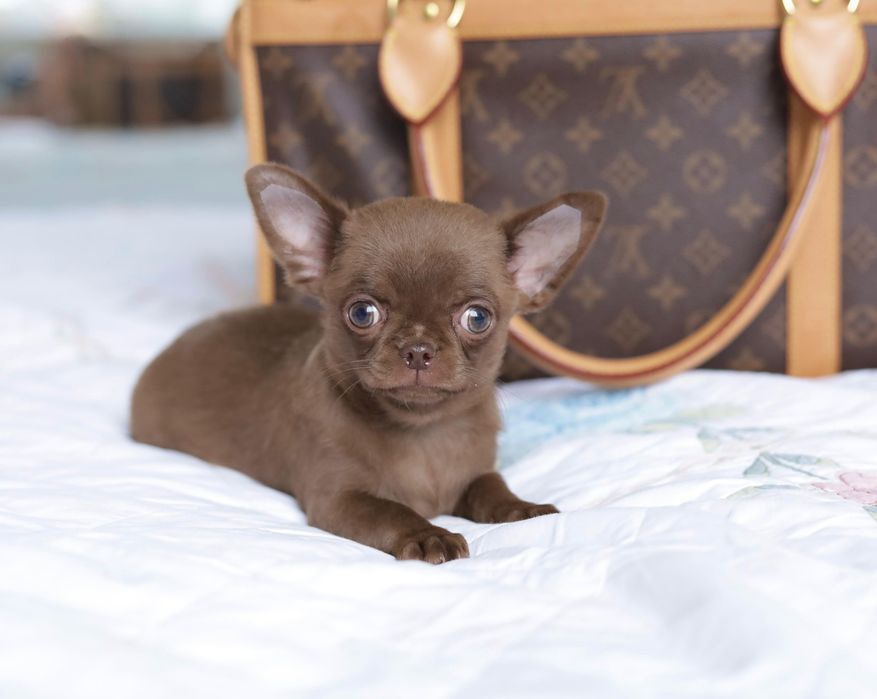 Chihuahua FCI chłopak