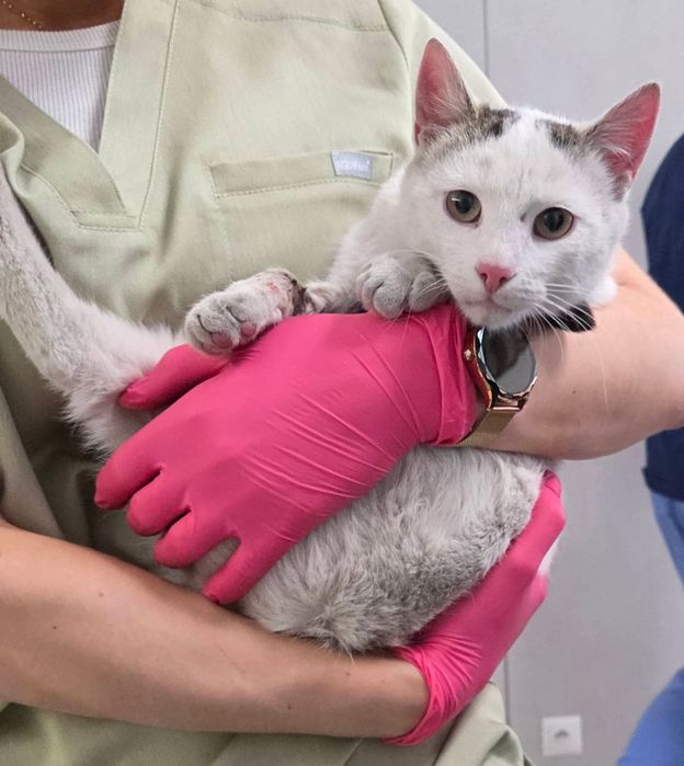 Max i Czaruś dwupak do adopcji