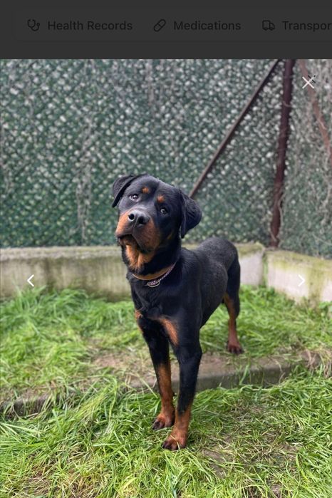 Mike młody rottweiler do adopcji