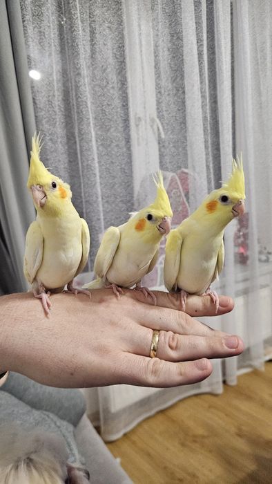 Papugi nimfy lutino młode i oswojone