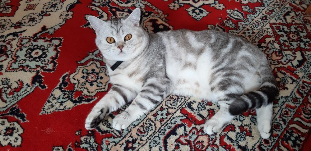 Шотландский котик вязка