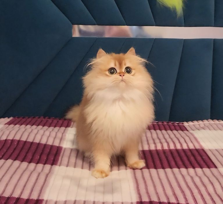 Шотландське кошеня золота шиншила