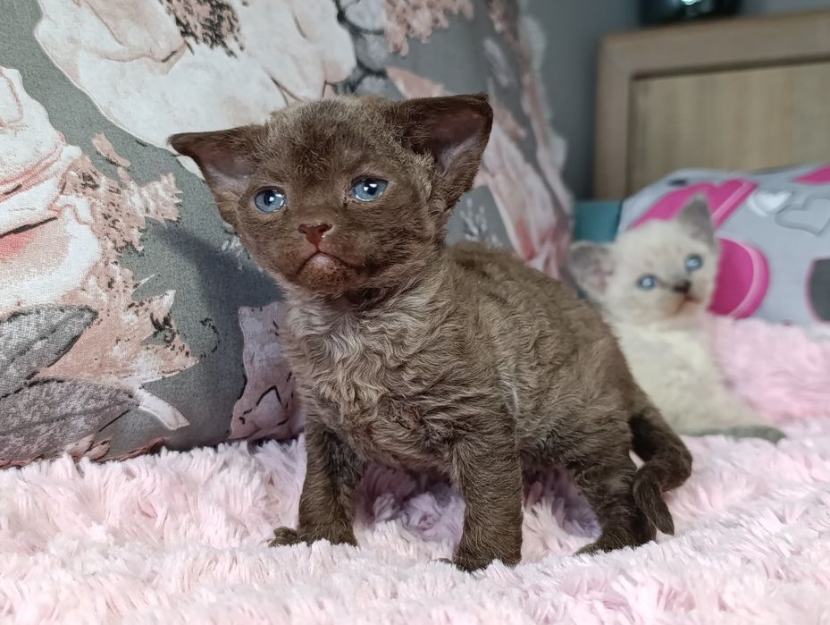 Kotka Devon rex rodowód FPL