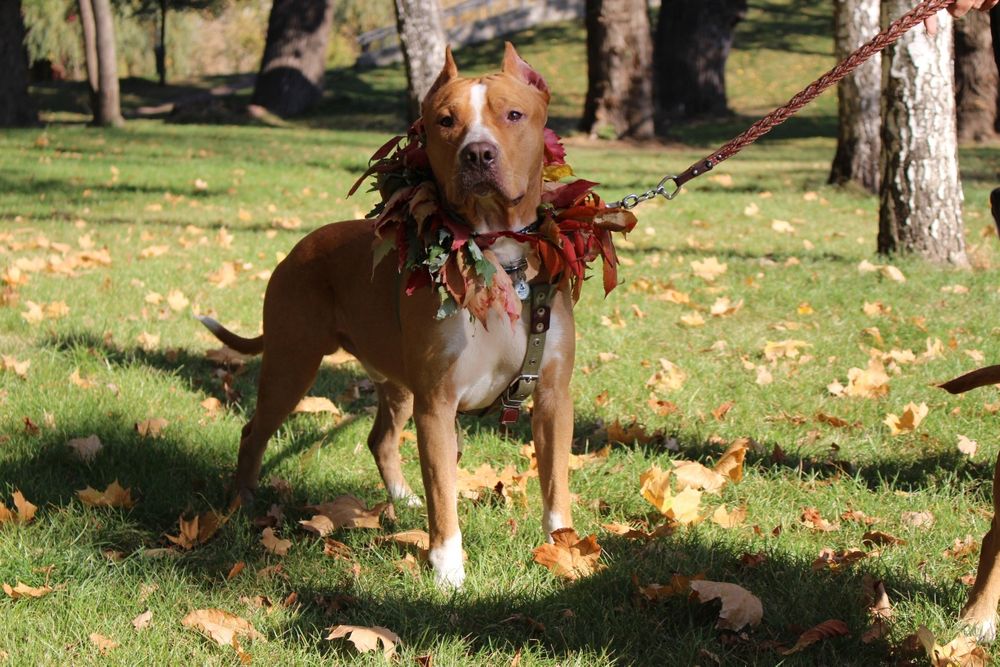 Стаффордширский терьер вязка