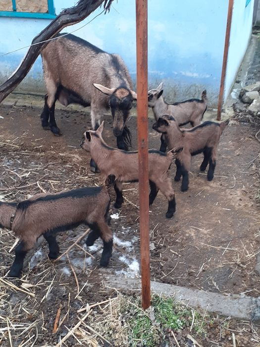 Продам козлят (альпо-чехи)