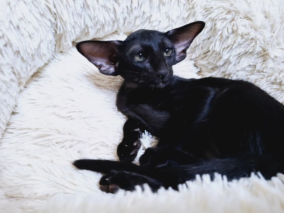 Ориентальные девочки