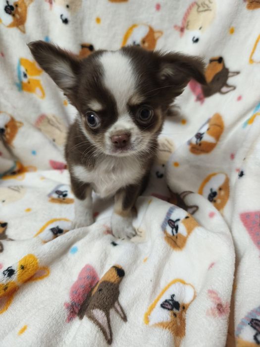 Chihuahua machinho pequenino