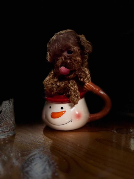 Teacup poodle, тікап пудель ред