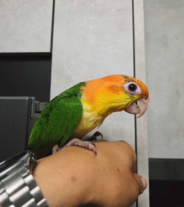 Pionite Leucogaster - Macho Criado a mão - Simplesmente adorável - Marianinha Canela