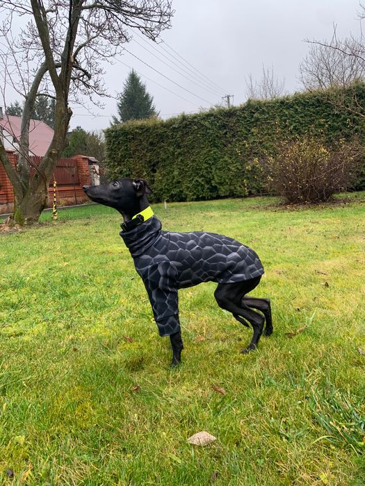 Charcik włoski*samczyk*ChartyJagi (FCI)