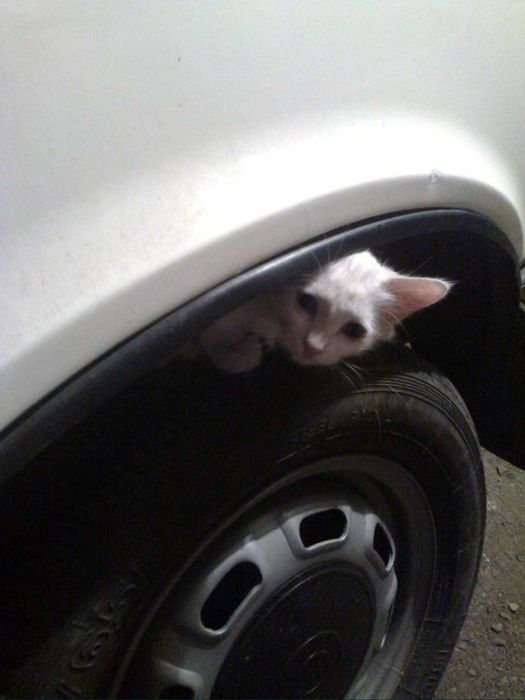 Москвич / АЗЛК 2141