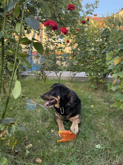 Гарний пес Блек шукає дім