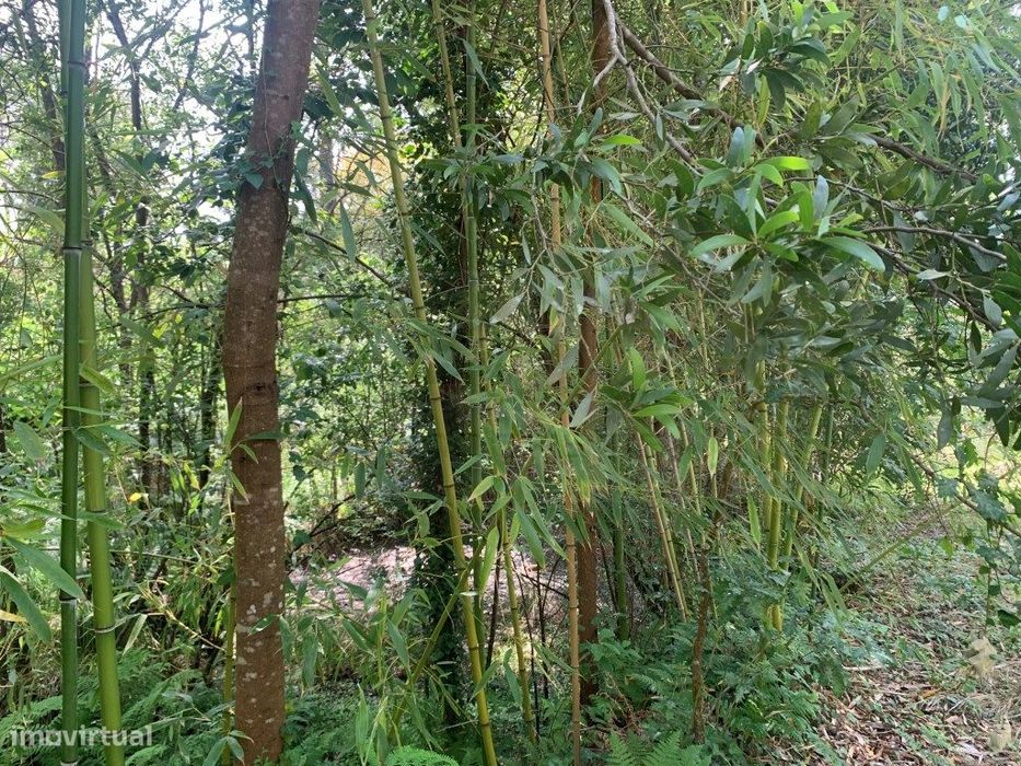 Quinta / propriedade agrícola, com nascente de agua - Aveiro