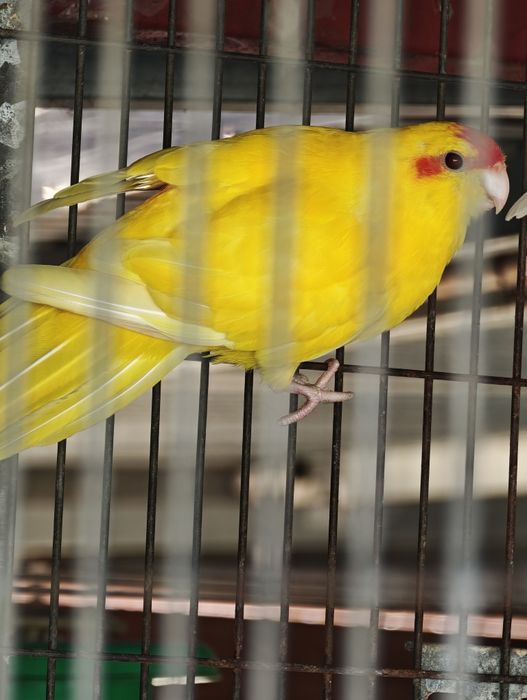 Kakarikis vermelhos e branco