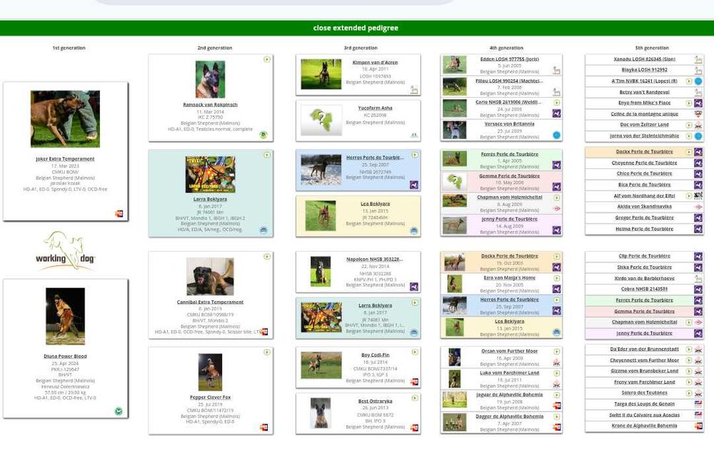 Owczarek Belgijski Malinois FCI
