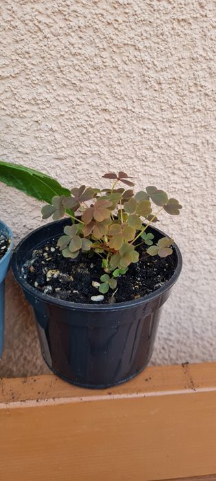 Hibiskus czerwony pełny oraz szczawik Oxalis vulcanicola burgundy