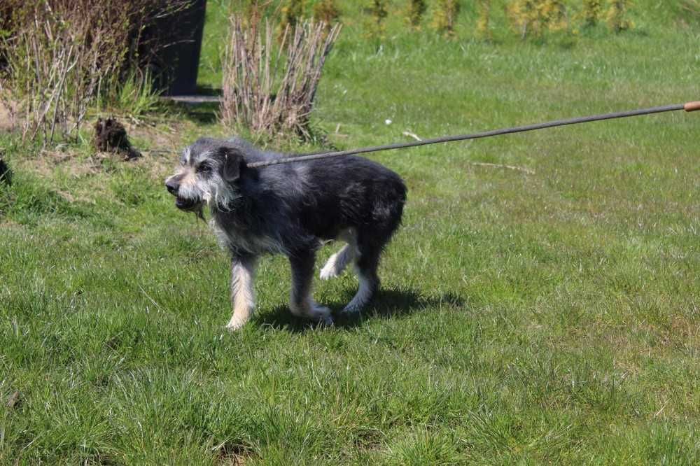 366378 Mumin do adopcji.