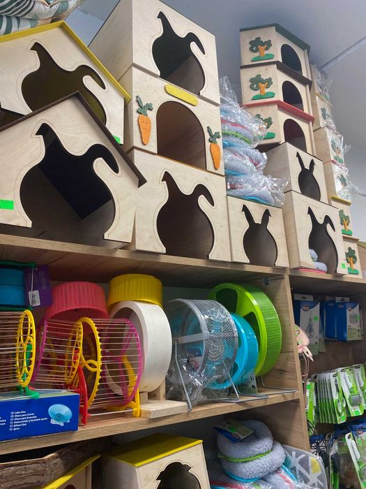 Królik karzełek miniaturka teddy niebieski biały