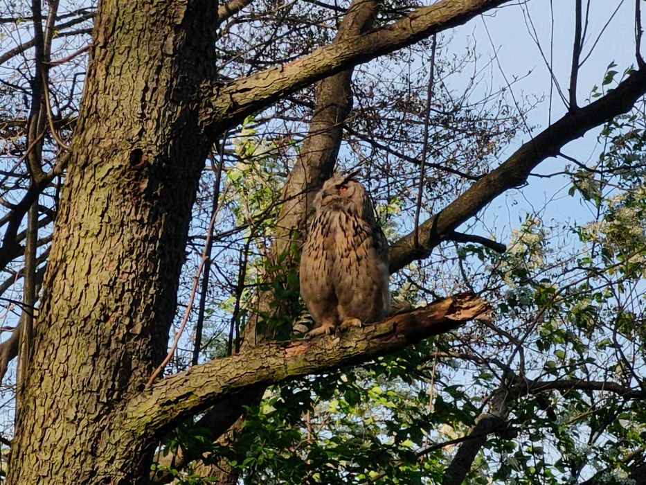 Leśny staw 1! Domek ze SPA! Sauna i balia na wyłączność!