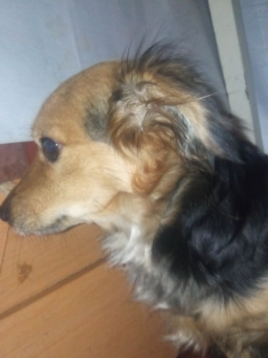 Відаютя собаки в добрі руки