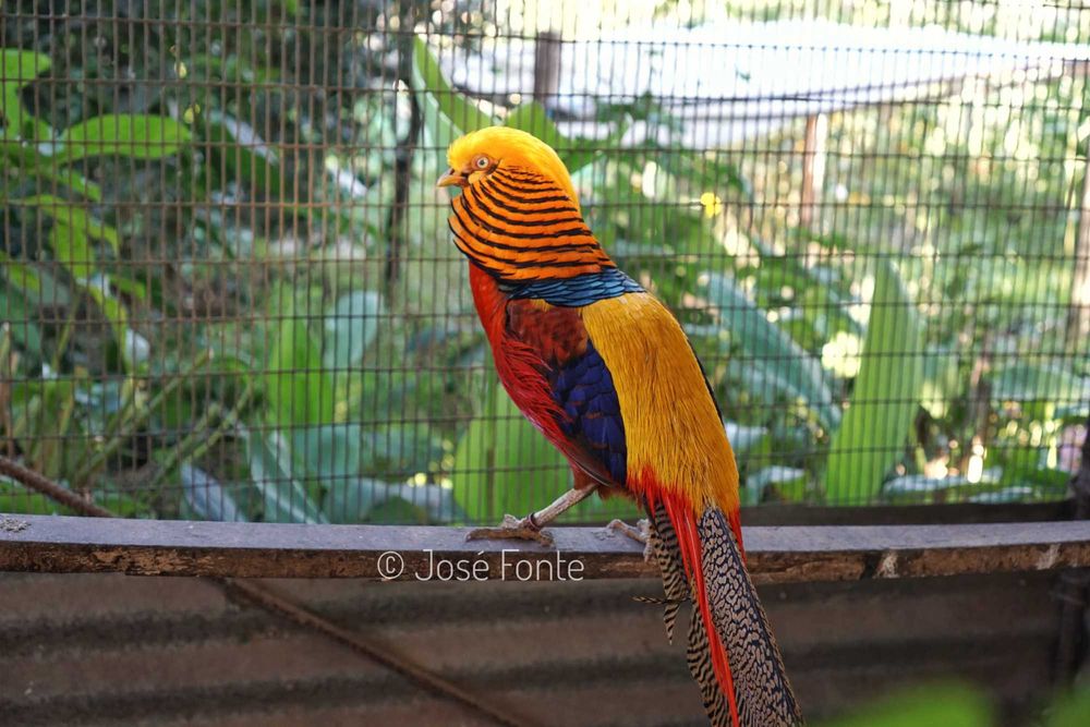 Vendo casais de faisões de diversas raças