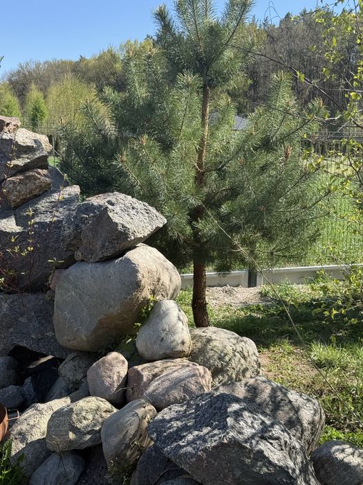 Bardzo duże kamienie do ogrodu oddam