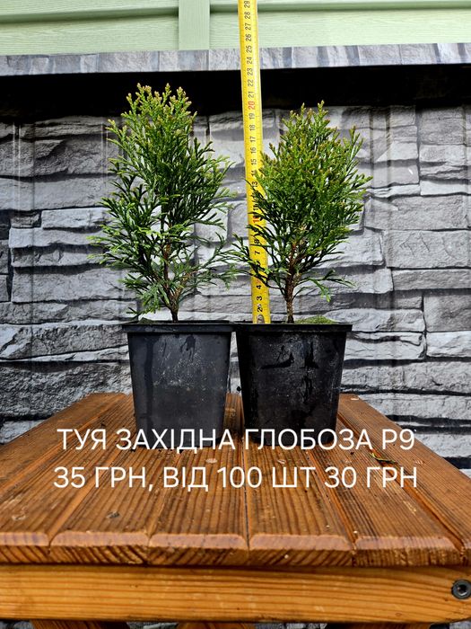 Туя Смарагд, Брабант, ялівець Блю Ерроу, Блю чіп