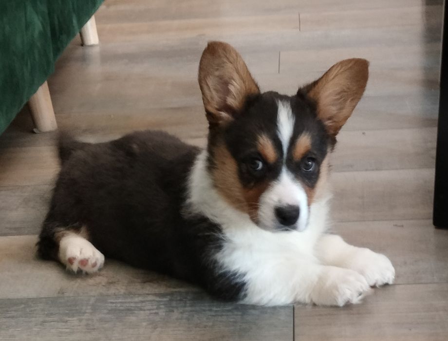 Welsh Corgi Cardigan FCI