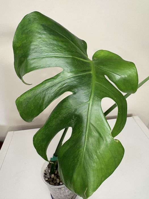 Monstera gog green on green