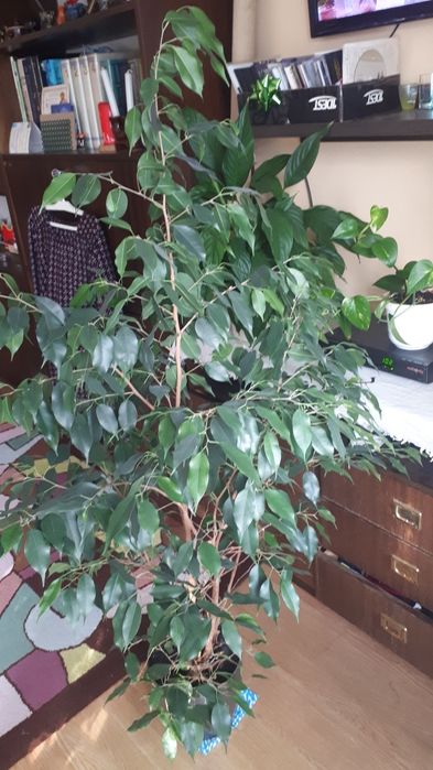 Fikus Benjamin 140 cm z donica