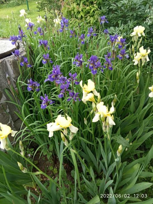 Irys, kosaciec syberyjski ciemnoniebieski, duże sadzonki!