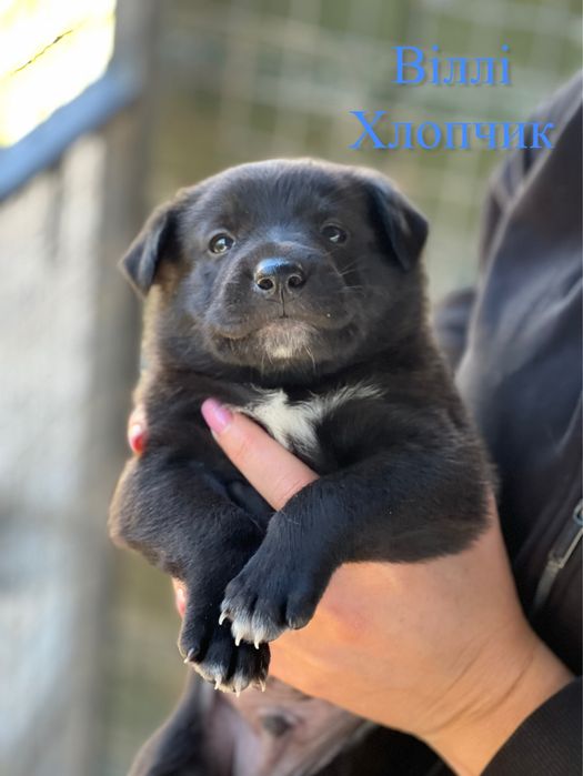 Класнючі собаченята