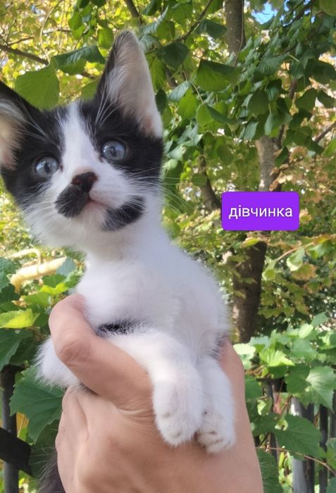 кошенята в пошуках мам!