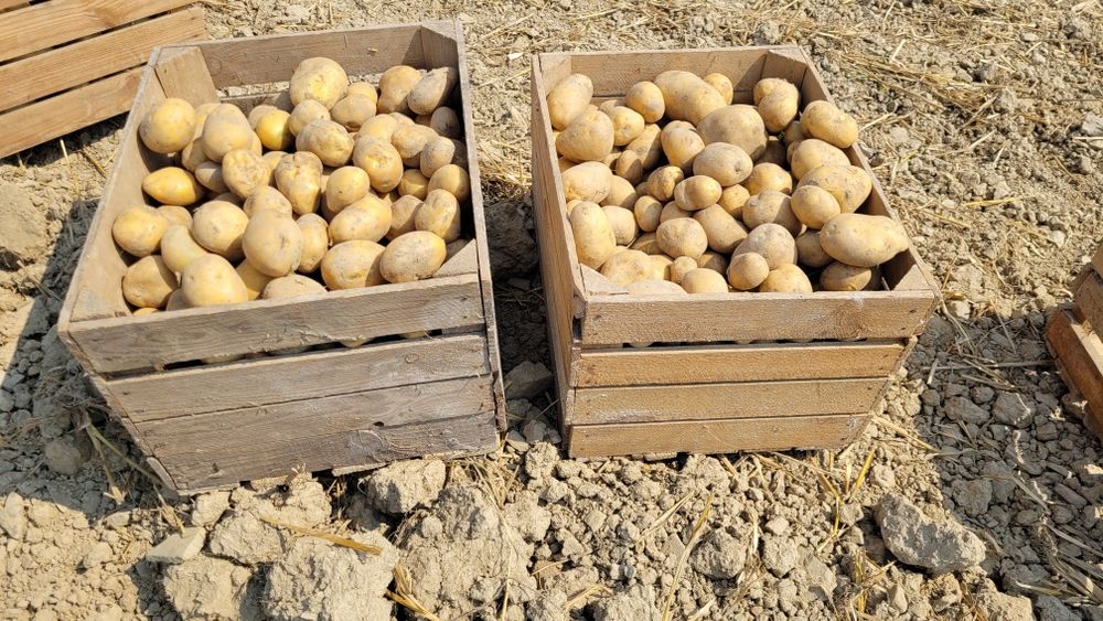 Ziemniaki 2025 jadalne żółte Soraya Melody czerwone Bellarosa