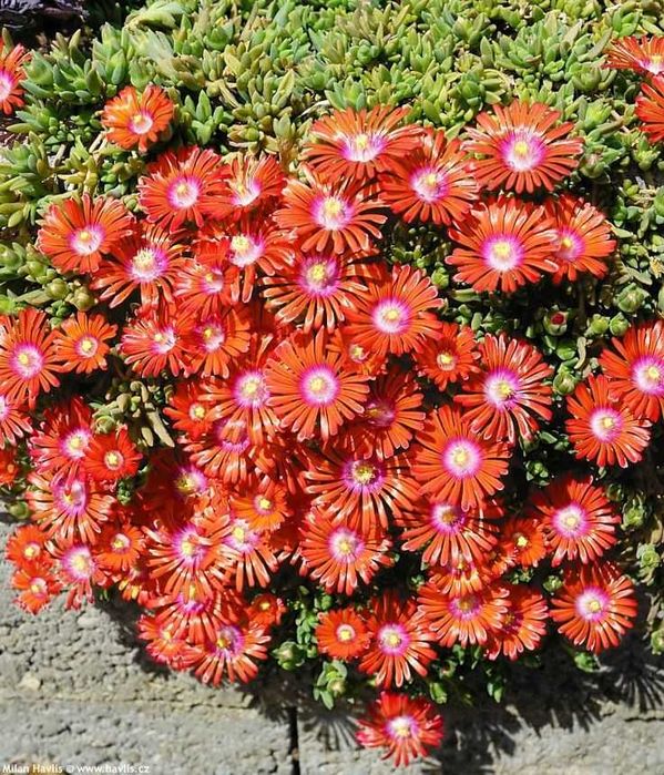 Делосперма. Грунтопокрівні рослини. Багаторічні квіти