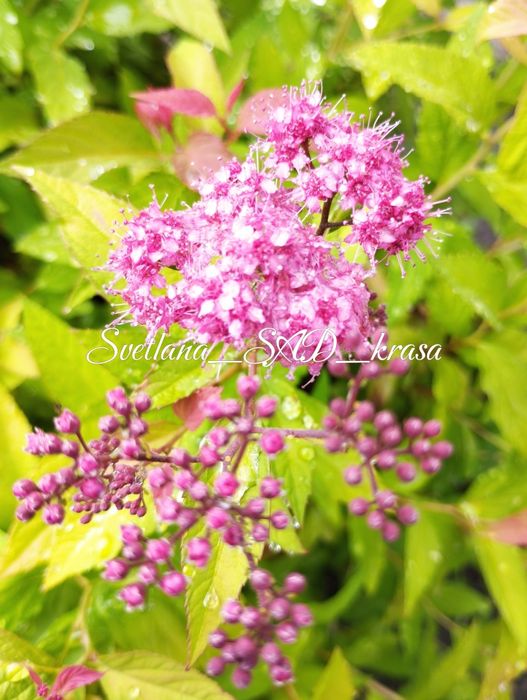 Спірея Голдфлейм, спирея голдфлейм, Gold Flame, ЗКС