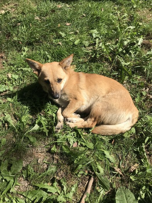 Віддамо стерилізовану собачку в дбайливі руки