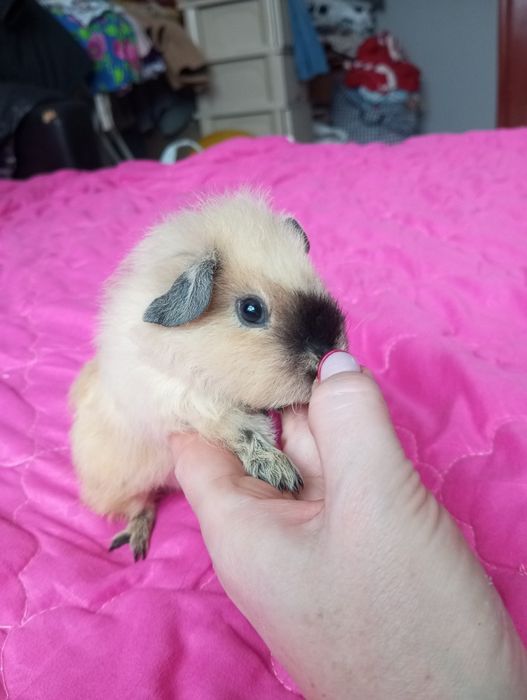 Морська свинка хлопчик