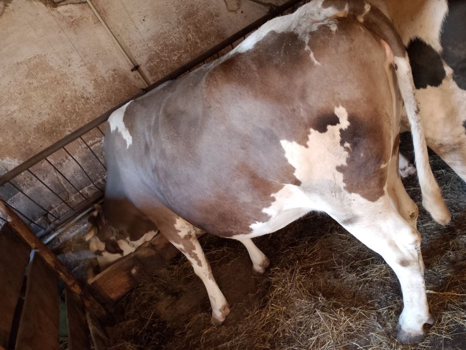 Sprzedam krowe na rzeź